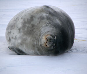 A very large pregnant Weddell seal lying on the sea-ice