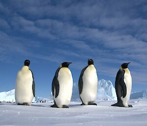 Four emperor penguins on a snow bank with other penguins and icebergs in the distance. The light is creating a scene suggestive of surrealism