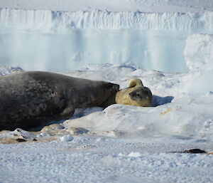 Weddell seal and pup at Paterson Islands on Sunday