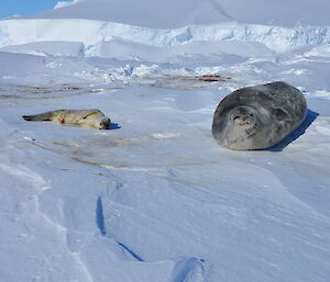 Weddell seal and pup near an ice covered island on Sunday