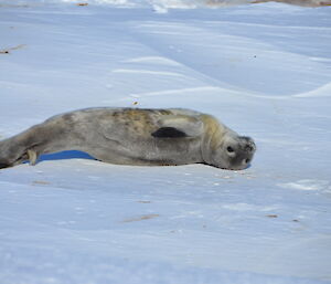 A newly born Weddell seal pup stretching on a beautiful clear day