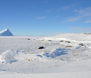 An ice covered island with a large tide crack alowing the seals access to teh water. On the sea-ice are numerous Weddell seals in the process of pupping