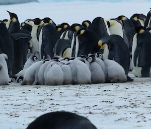 A huddle of emperor penguin chicks surrounded by adults on Monday