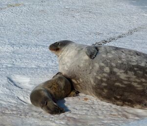 A Weddell seal pup in close contact with its mother, Both lying on the sea-ice