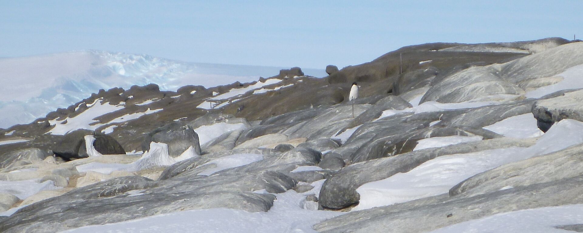 A closer visew of the black and white Adelie penguin on the rock of Bechervaise Island a few km from Mawson