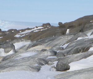 A closer visew of the black and white Adelie penguin on the rock of Bechervaise Island a few km from Mawson