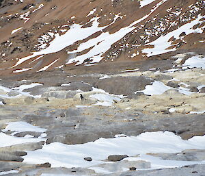 A lone Adelie penguin amongst the guano stained penguin nesting area on the rocks of Ufs Island