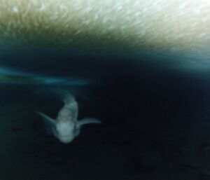 An inquisitive fish swimming towards the camera