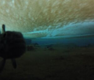 The bottom of the harbour, a layer of algae on the undersurface of the sea-ice and a mysterious fish in the shadows