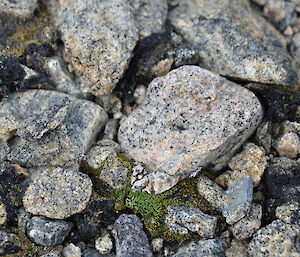 Rocks and moss