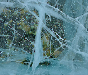 Interesting folding and twisting shapes in the surface layers of the ice on Barkell lake. Algae can be seen in the water below the ice