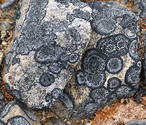 A circular black and grey lichen on the rocks
