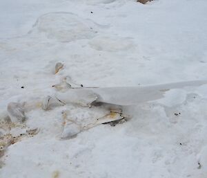 Remains of part of a whale skull in ice