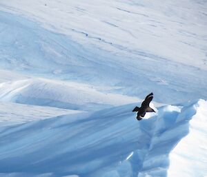 Along with other flying birds and penguins skuas have returned to Mawson
