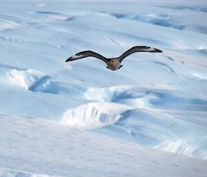 One of four skuas seen flying around the Taylor Glacier emperor penguin colony