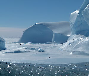 Weddell seal and pup and emperors on sea ice surrounded by icebergs with a jade iceberg in the foreground