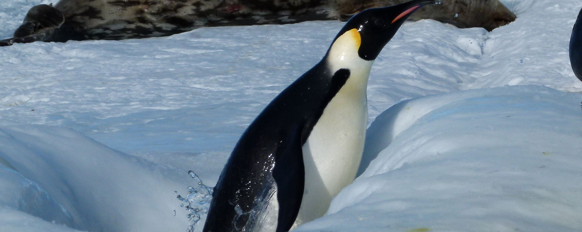An emperor penguin leaping out of a hole in the sea-ice with a sleeping Weddell seal behind