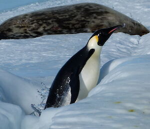 An emperor penguin leaping out of a hole in the sea-ice with a sleeping Weddell seal behind