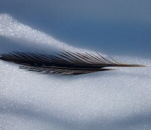 Penguin feather on the snow