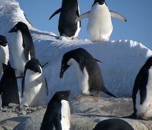 A group of adelie penguins with one penguin carrying a stone with it’s beak