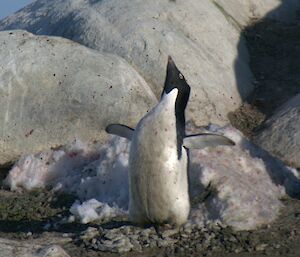 A penguin displaying at its nest despite its breast, the nearby rocks and surrounding snow being spotted with blood