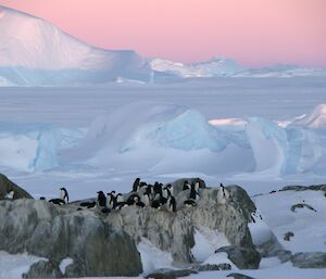 A small colony of adelie penguins on rock surrounded by large icebergs, sea-ice and a pinky mauve sky