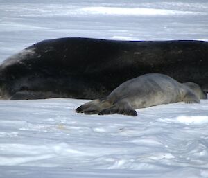 A newborn Weddell seal pup in close contact with its mother’s back