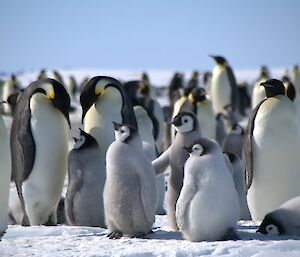 Fluffy penguins chicks surrounded by adults