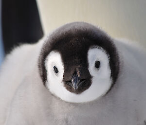 Emperor penguin chick