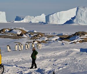 A group of emperor penguins visit Macey Island watched by an expeditioner and an adelie penguin