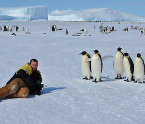 A small group of emperor penguins approach an expeditioner lying on the sea-ice