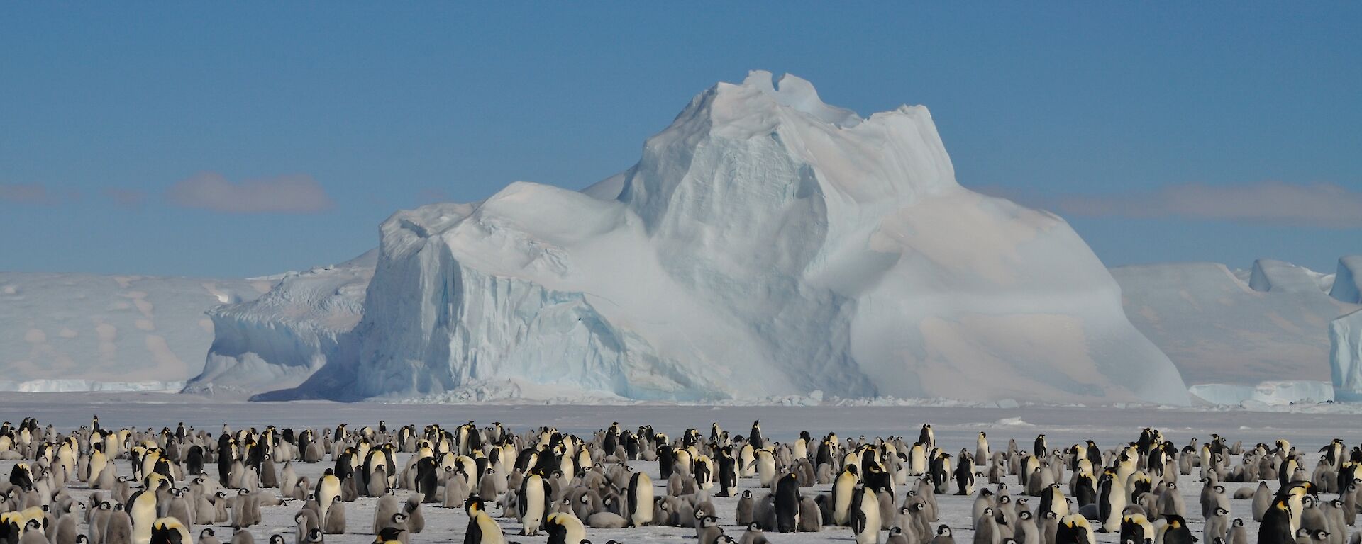 A sub-colony of emperor penguins at Auster with a lot more chicks than adults