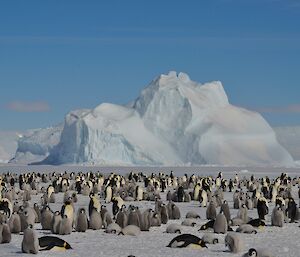 A sub-colony of emperor penguins at Auster with a lot more chicks than adults