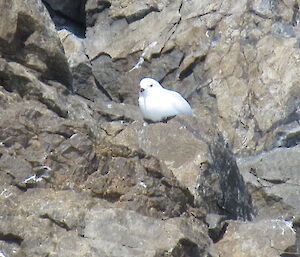 A snow petrel resting on rocks on the cliff walls