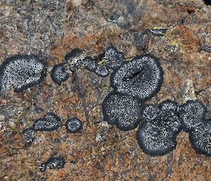 Yellow and black lichen at Rumdoodle