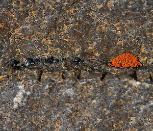 Orange lichen on a large slab of rock