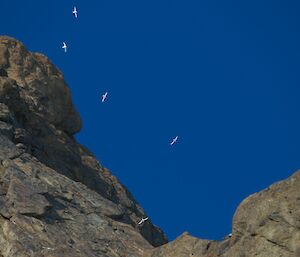 Snow petrels soaring around the Rumdoodle peaks, the white birds form a beautiful contrast against the blue sky
