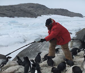 A close up of an expeditioner checking for tagged penguins