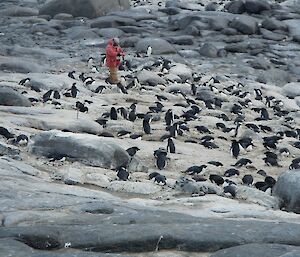 Expeditioner checking for tagged male penguins by waving a wand-like instrument over their backs