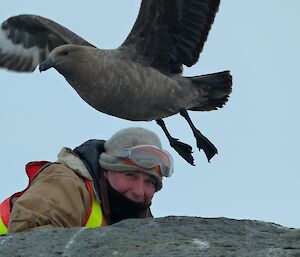 A skua flies close to an expeditioner whilst he is counting penguins