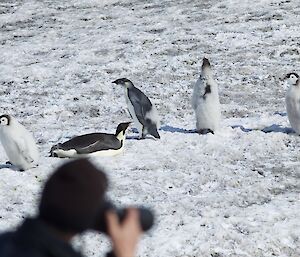 Kelvin photographing with penguins behind