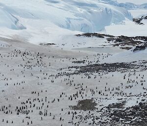 Penguins loosely scattered on ice