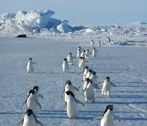 A group of Adelie penguins walk towards the camera