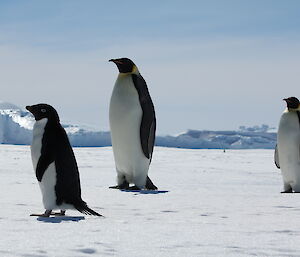 An Adelie penguin with two emperor penguins taking no notice of it