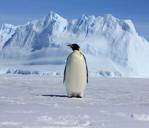 An emperor penguin on the sea ice with a massive grounded iceberg behind signifying Auster