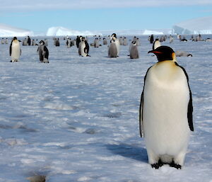 The soft snow showing depressions most of which are caused by the chick faeces melting the snow