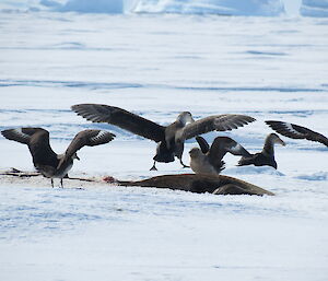 Giant petrels and skuas scavenging a dead seal on the way to Auster