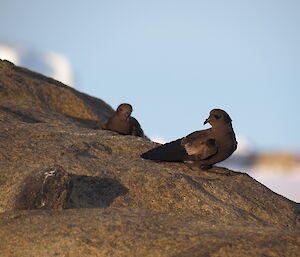 Two Wilson storm petrels resting on the rocks on Macey Island