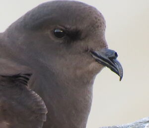 A close up of a wilson storm petrel’s head