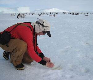 Biologist transferring a fresh faecal sample into a specimen tube whilst behind numerous emperor penguin chicks and some adults can be seen